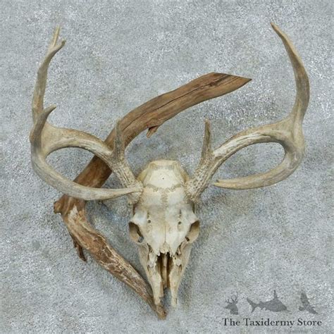 Whitetail Deer Skull And Antlers European Mount For Sale 13760 The