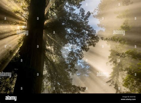 Filtering Sunlight Trees Hi Res Stock Photography And Images Alamy