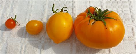 Grow Your Own Yellow Tomatoes 4 Varieties To Grow And How To Use Them