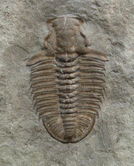 An Image Of A Fossil In The Sand