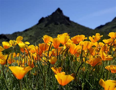 Splashes of orange and yellow, purple, pink and. 5 lovely flowers you can find blooming in the desert right ...