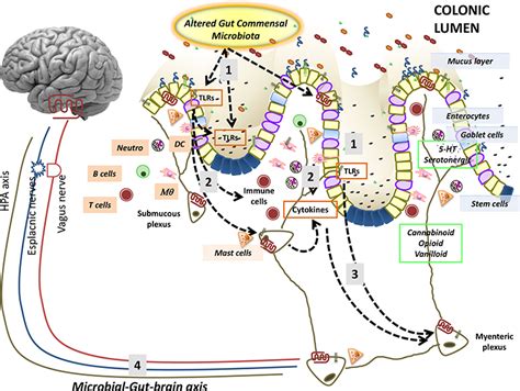 Microbial Neuro Immune Interactions And The Pathophysiology Of Ibd