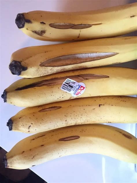 Why Do Bananas Split Open In The First Place Gardener Corner