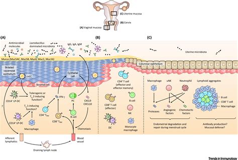 Immunology Of The Uterine And Vaginal Mucosae Trends In Immunology