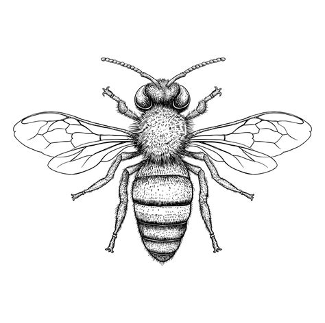Temporary Tattoo Bee Tattoo Bumble Bee Honey Bee Etsy Bee Drawing