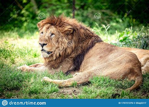 Lion Close Up Stock Photo Image Of Outdoors Close 175721376