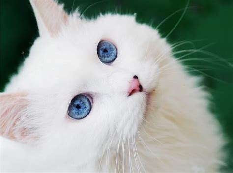 The Truth About White Cats With Blue Eyes Life With Cats