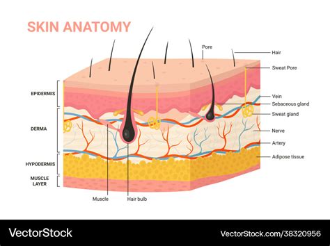Skin Layers Structure Anatomy Diagram Human Vector Image