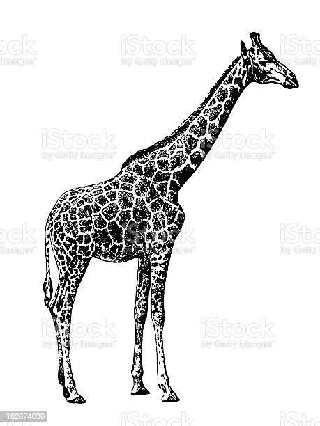 Giraffe Antique Animal Illustrations Stock Illustration Download