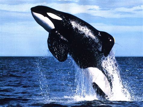 World Animal Beauti And Funny Killer Whale