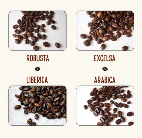 4 Types Of Coffee Beans Profiles Pictures And More Coffee Affection