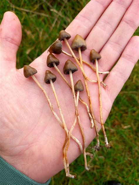 Liberty Caps 🤔 Rsemilanceata