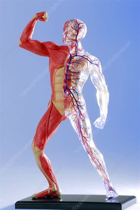 Human Body Anatomical Model Stock Image C0048969 Science Photo