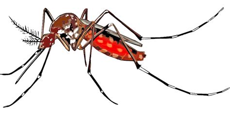 Mosquito Hd Png Transparent Mosquito Hdpng Images Pluspng