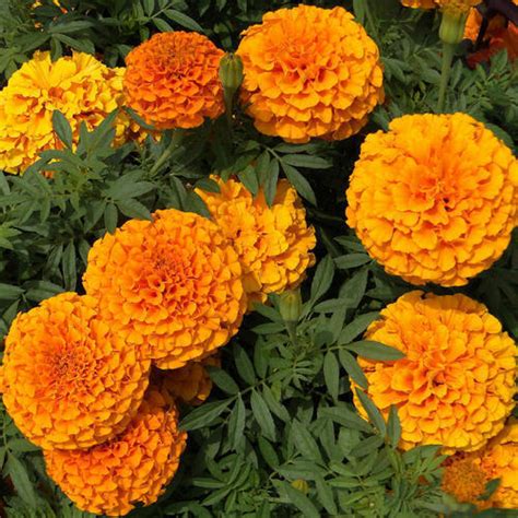 Buy farm fresh fruits and vegetables online at the best prices. Fresh Marigold Flowers, गेंदे का फूल, गेंदे के फूल ...