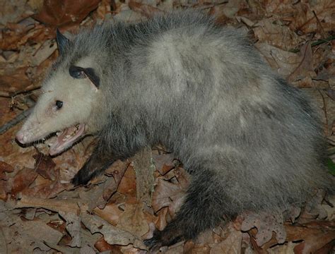 The Opossum Benefits And Misconceptions — Furbearer Conservation