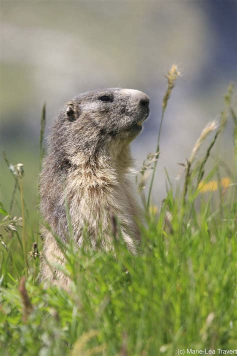77 Best Meerkats Prairie Dogs Marmots Images On
