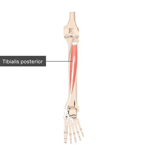Tibialis Posterior Muscle Attachments Actions Innervation