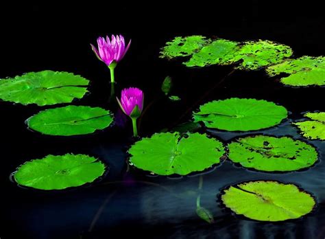 The Pond Pond Lotus Lily Pads Flowers Pink Hd Wallpaper Peakpx