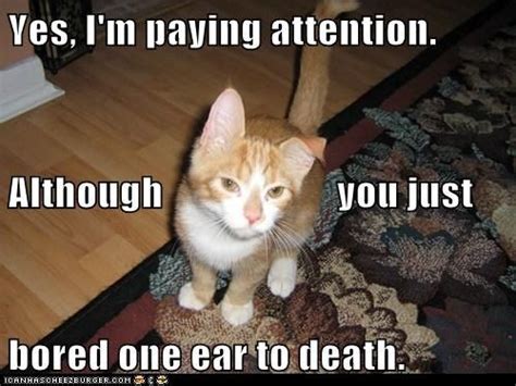 Yes Im Paying Attention Crazy Cats Funny Animal Pictures Funny
