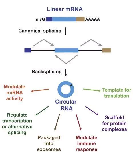 Trends Cell Biol Circrna