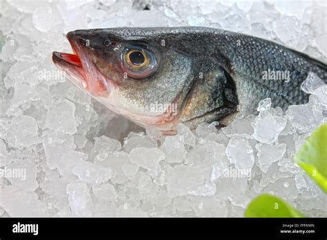 Fresh Fish On The Ice Stock Photo Alamy