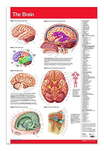 Human Anatomy Brain Chart Wall Poster 24 X 36 Laminated