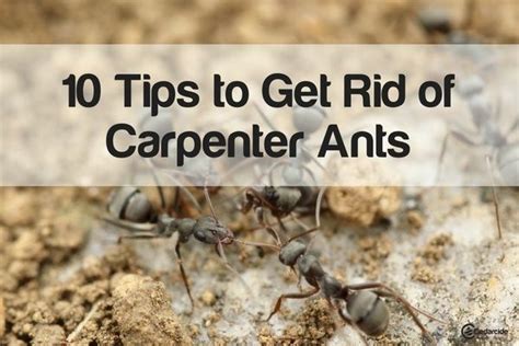 10 Tips To Get Rid Of Carpenter Ants Carpenter Ant Ants Kill