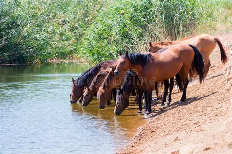 Herd Of Wild Horses Drink Water In Steppe Stock Image Image Of Water