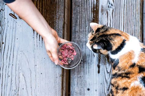 Can I Feed My Feral Cats Dog Food