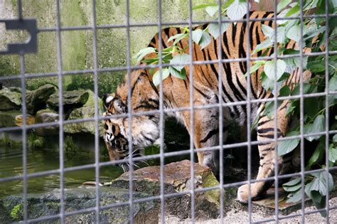 117 Sumatran Tiger Artis Royal Zoo Amsterdam Holland Matthijs