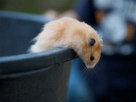 Golden Hamster Is Outdoor The Golden Hamster Of Lukas Is O Flickr