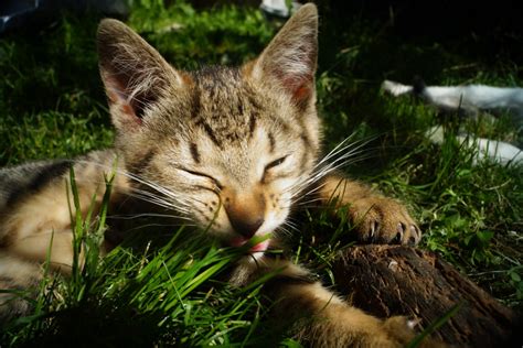 Gambar Rumput Hewan Margasatwa Membelai Bulu Anak Kucing Kucing