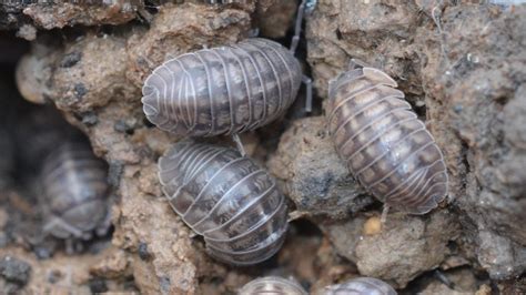 Are Rolly Pollies Good For The Garden Items Similar To Rolly Polly