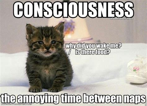 Cat Naps Funny Cat Memes Cat Jokes Cute Funny Animals