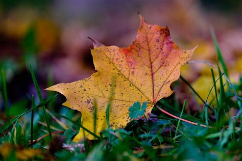 Autumn Impressions 1 Flickr Photo Sharing