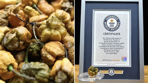 pepper x named hottest chili pepper by guinness world records