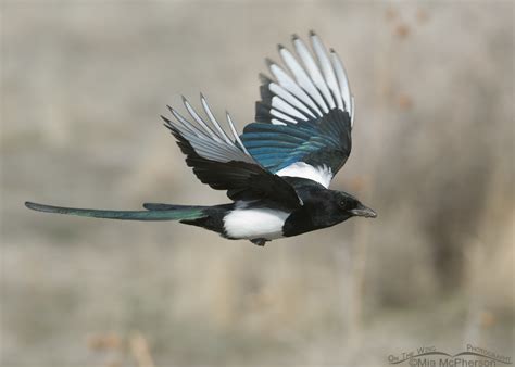 Nesting Black Billed Magpies On The Wing Photography