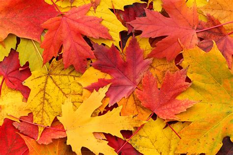 Autumn Colour Schemes For Your Next Event Eventbrite Blog