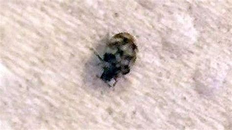 But it's not the adults that cause all the damage around your home. Adult Carpet Beetle — PEST CONTROL CANADA