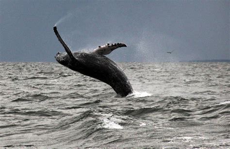Whale Sightings Increase In Long Island Sound Humpbacks Return After Four Decades The Weather