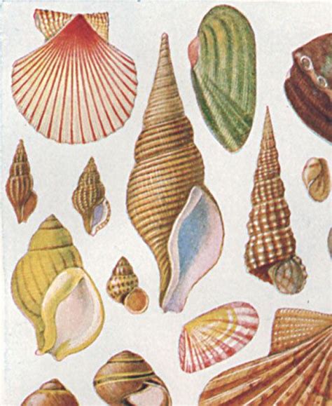 Vintage Sea Shells Print 1920 1178 Antique Lithograph Etsy Sea