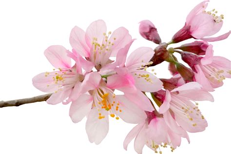 Unique And Best Cherry Blossom Card You Definitely Need To See