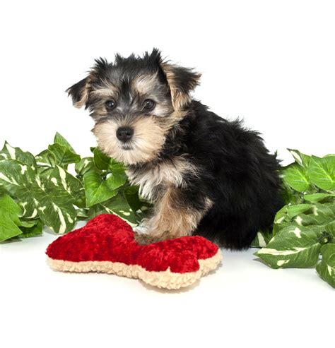 awesome information    cute morkie puppies