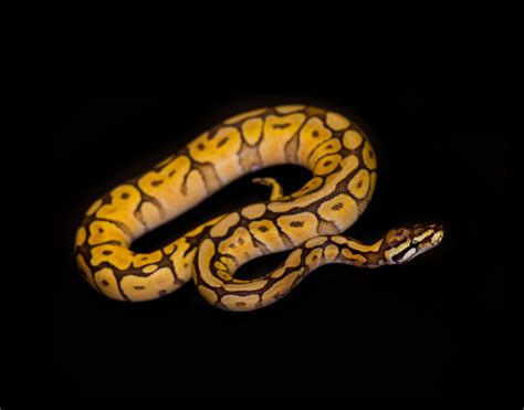 Stargazing In Ball Pythons Symptoms And Treatment