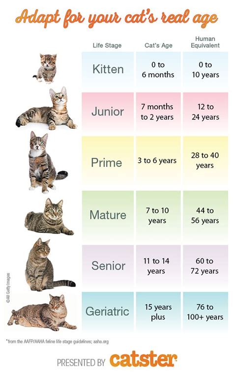 Cat Growth Chart By Month