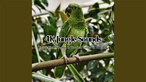 4k Jungle Sounds Exotic Birds Singing In Tropical Forest Asmr 15