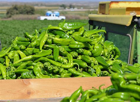 What can i substitute for cayenne pepper? It's Hatch Chile Season Again: Austin celebrates the ...