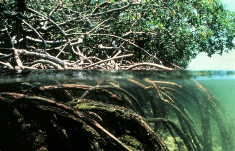 A comparison of herbivory and decomposition rates between smooth cordgrass (spartina. File:Mangroves.jpg - Wikimedia Commons