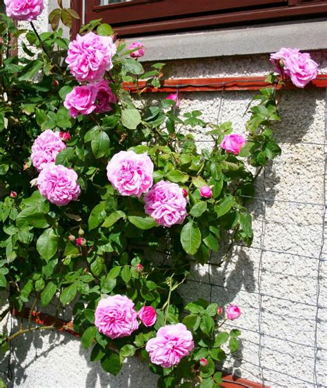 Rosa Trepadeira Pink Sementes Flor Para Mudas R 999 Em Mercado Livre